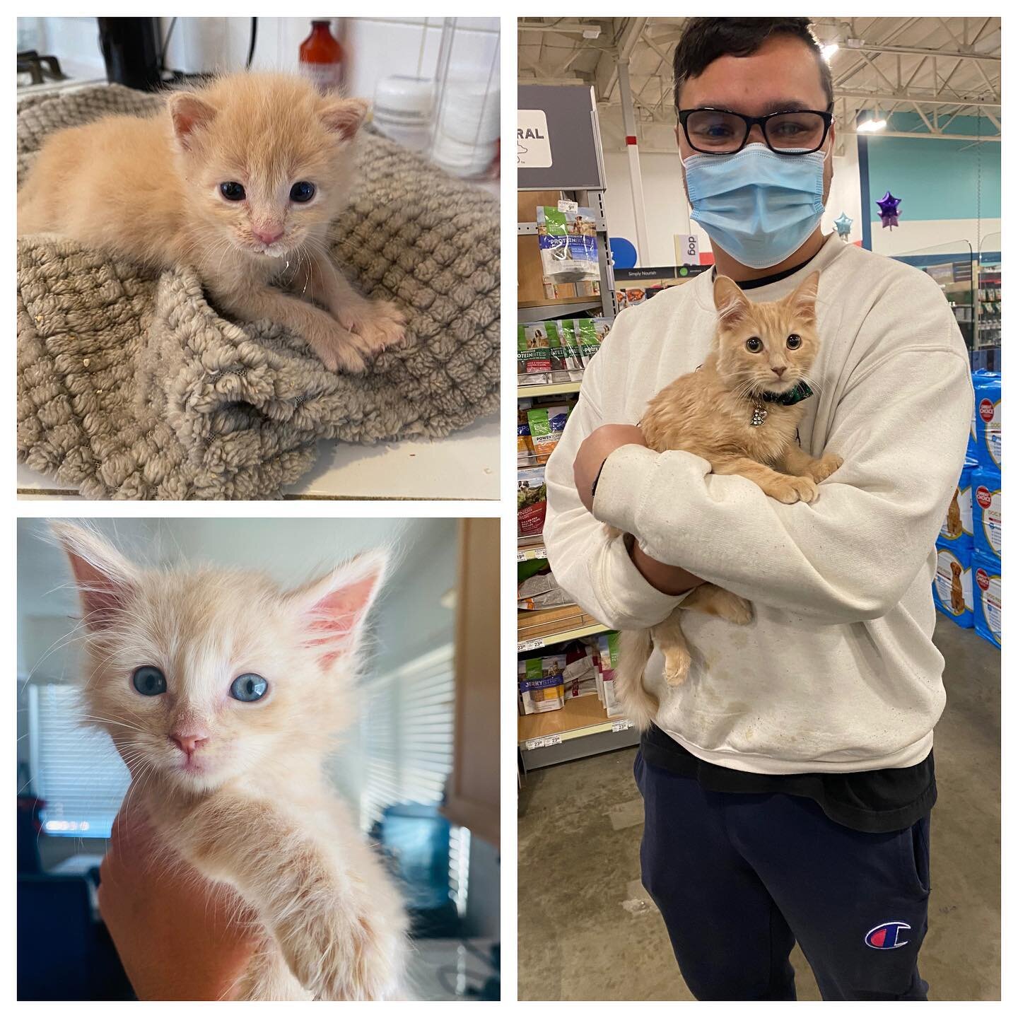 Adoption Announcement!! 

Our Sweet boy Davey was adopted today and we are so happy for him! He will have a doggy brother. Davey has always been raised with a small dog so he got his perfect home! Happy life handsome 💙 #adoptakitten #orangekitten #r