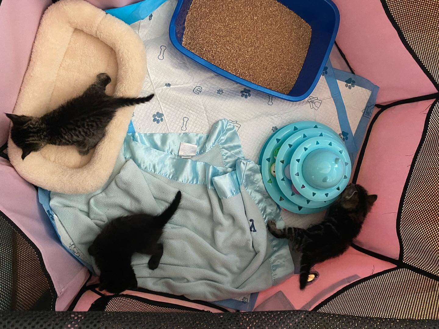 Christmas Eve Babies!! 
These three 4 week old were being sold along with 3 other siblings that unfortunately we didn&rsquo;t get to in time. Another rescuer stepped in to save these 3. They are safe with us and will be well taken care of ❤️#christma