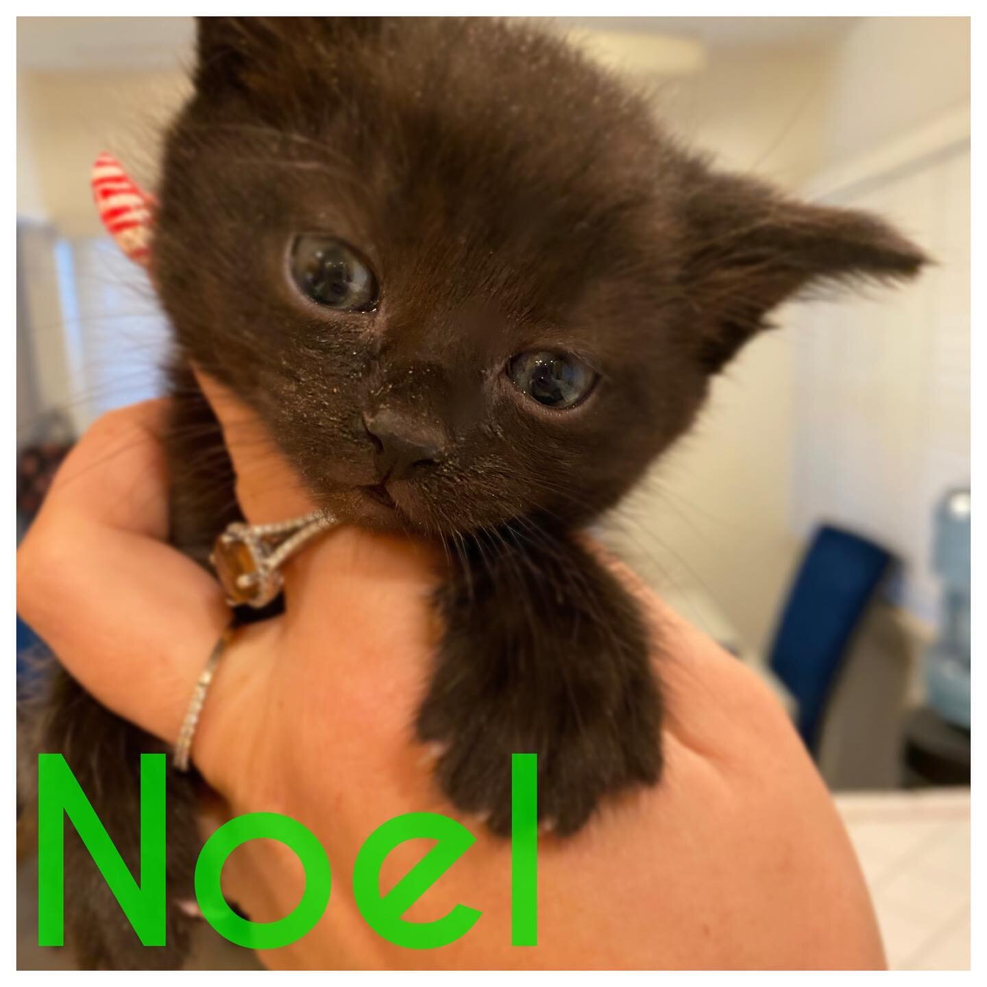 Name Announcement!! 
We have named the babies we rescued on Christmas Eve 🎄 of course we had to go Christmas-ish  names 😊 Introducing Noel, Merry and Christa , 4 1/2 weeks old and doing very well ❤️ #rescuekittens #fosterkittens #bottlebabies #baby