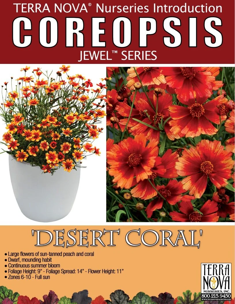 Coreopsis Desert Coral