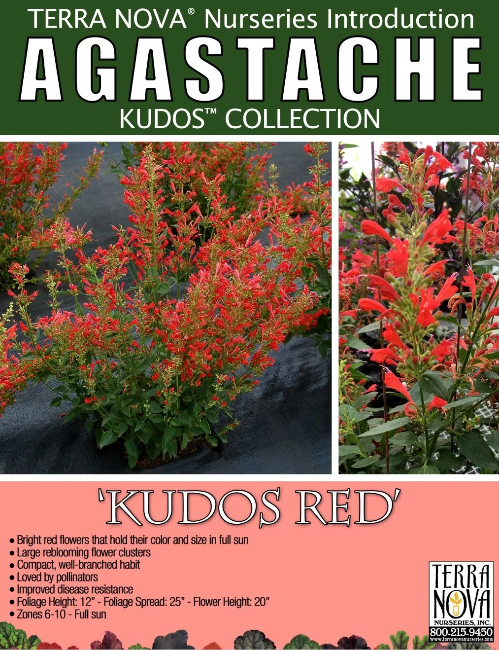 Agastache Kudos™ Red