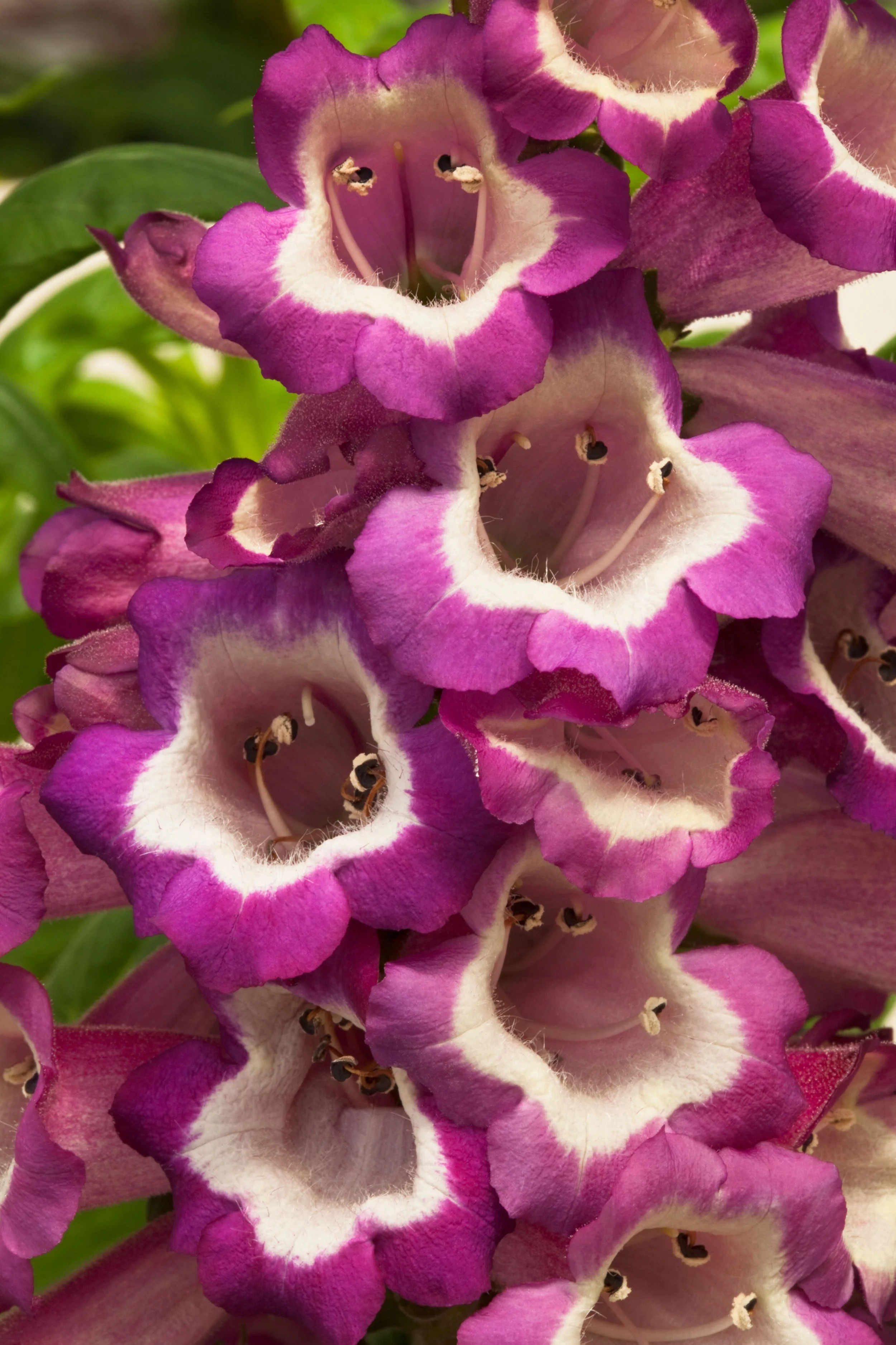 Penstemon Arabesque® Violet