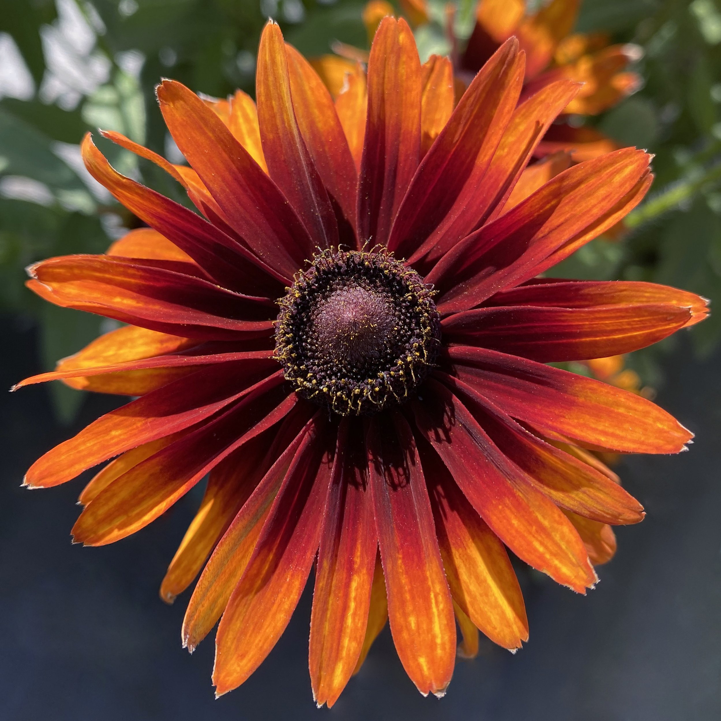 Rudbeckia