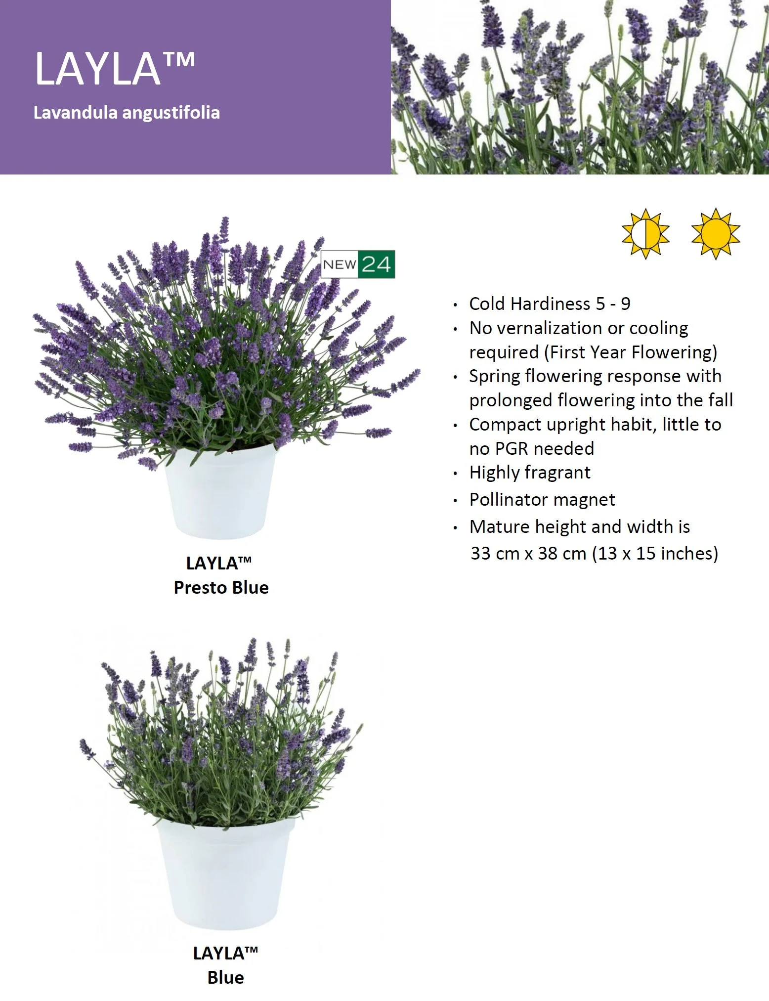 Lavender Layla™