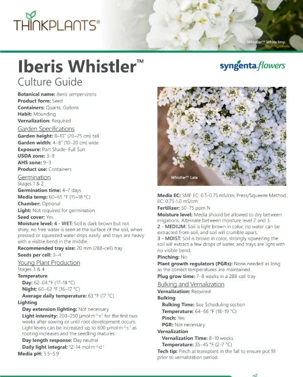 Iberis Whistler™