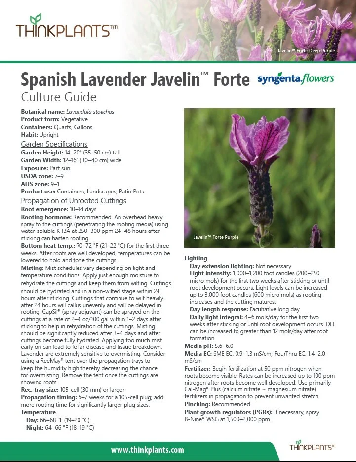 Lavandula stoechas Javelin™ Forte
