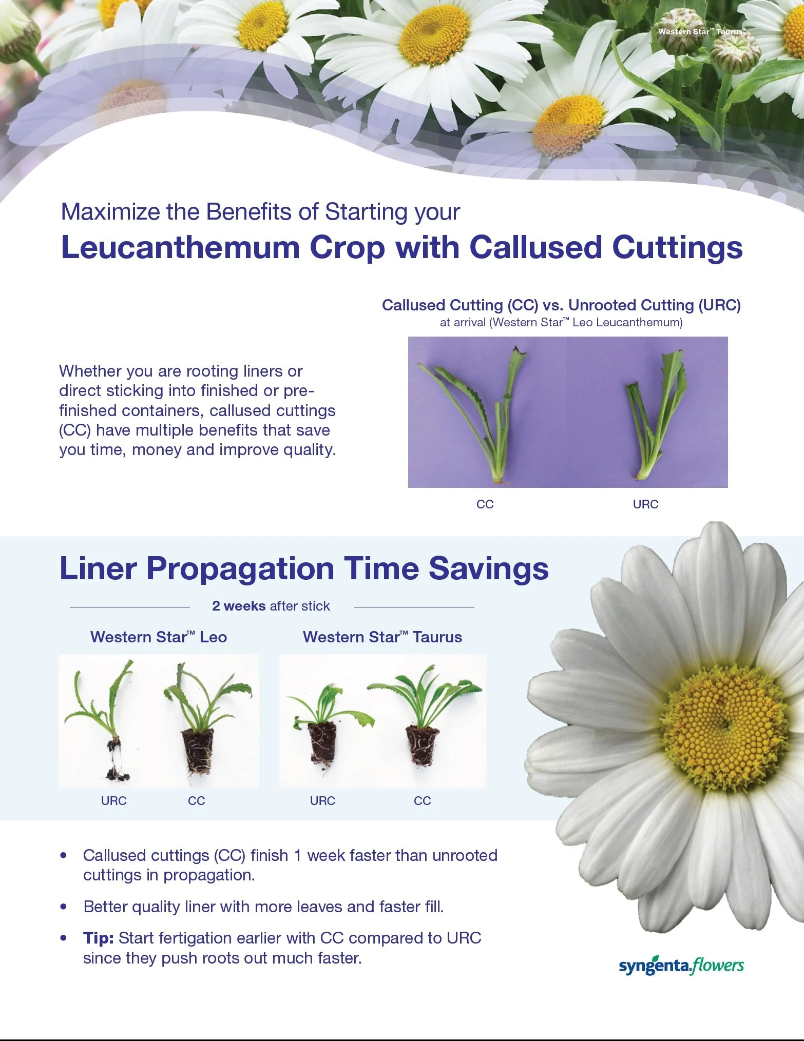Leucanthemum Tech Sheet