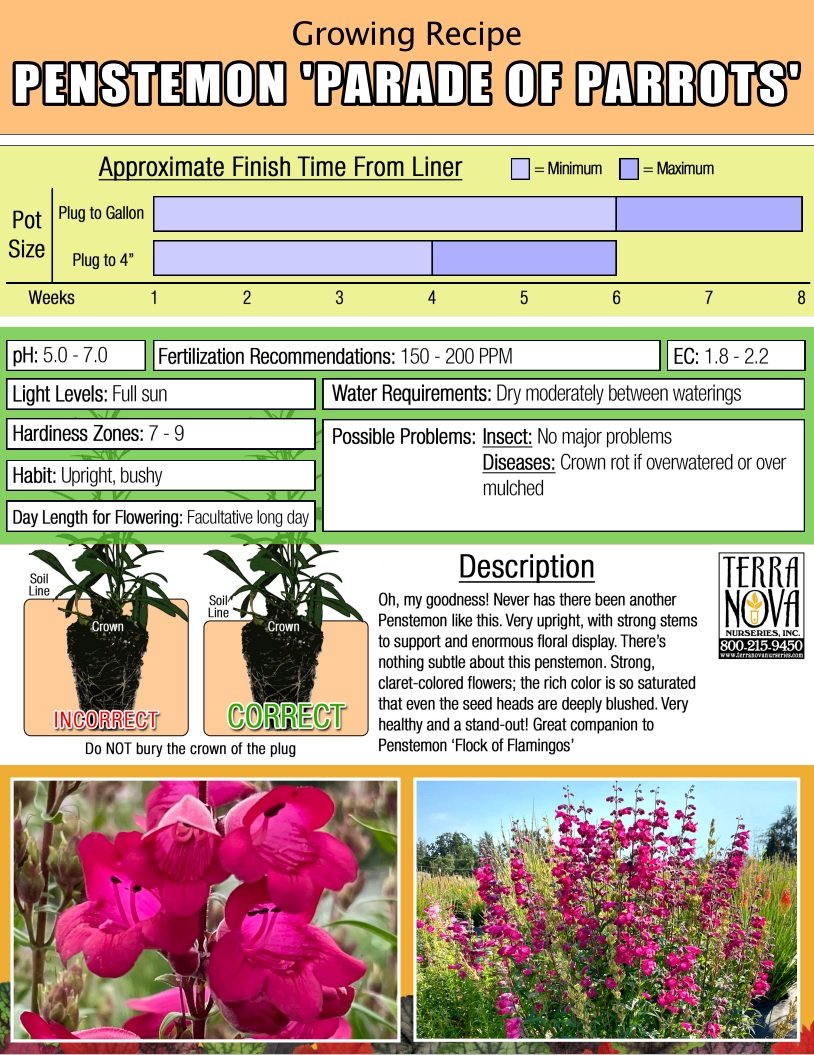 Penstemon Parade of Parrots