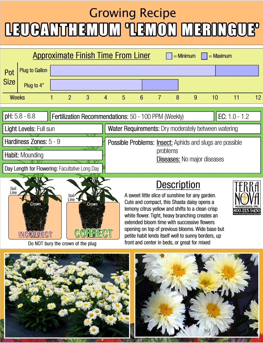 Leucanthemum Lemon Meringue