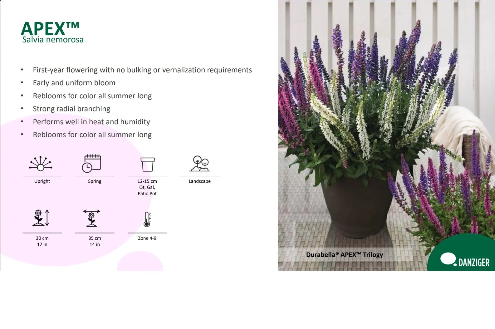 Salvia Apex™
