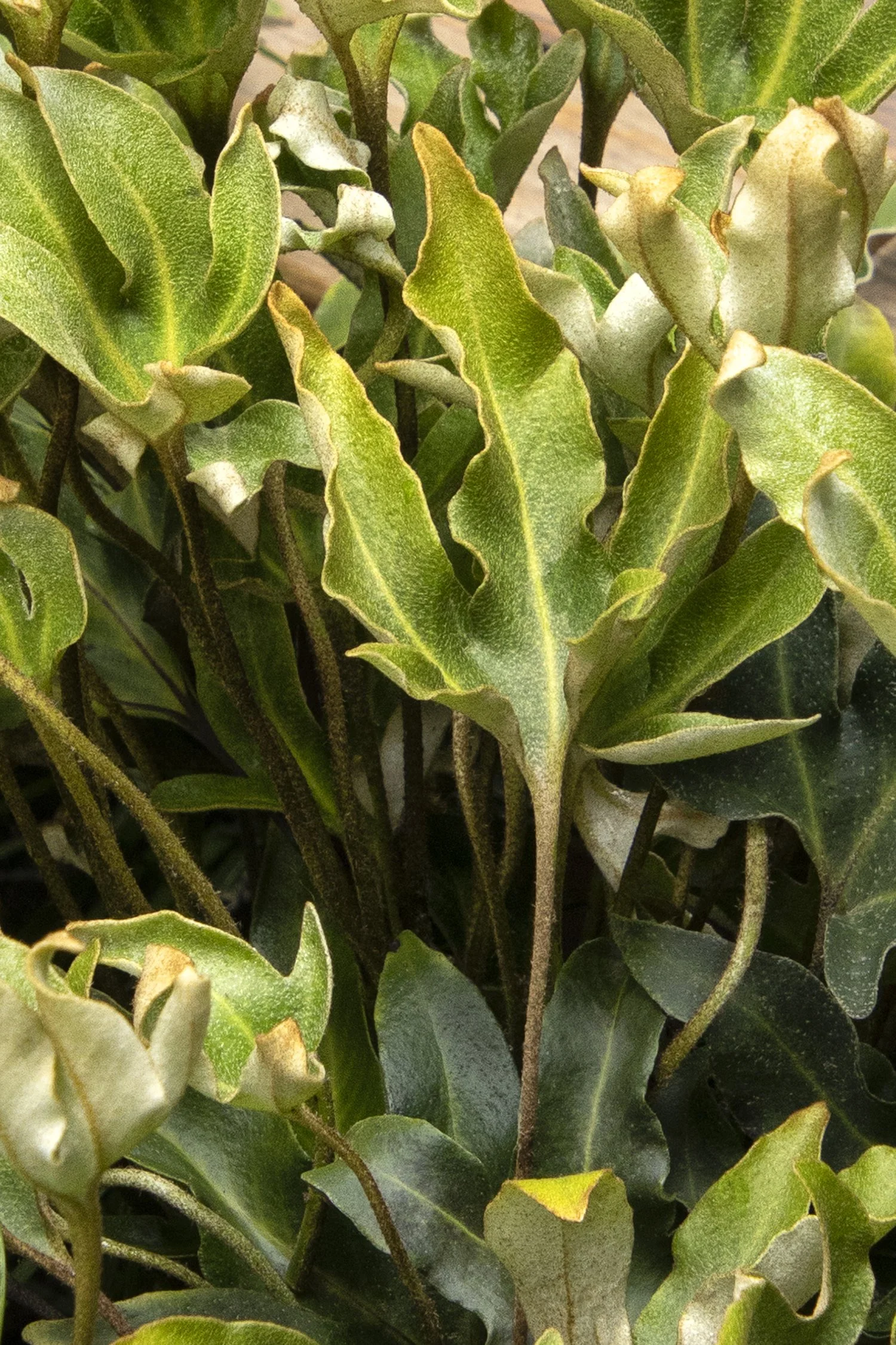 Jurassic™ Triceratops Finger Fern