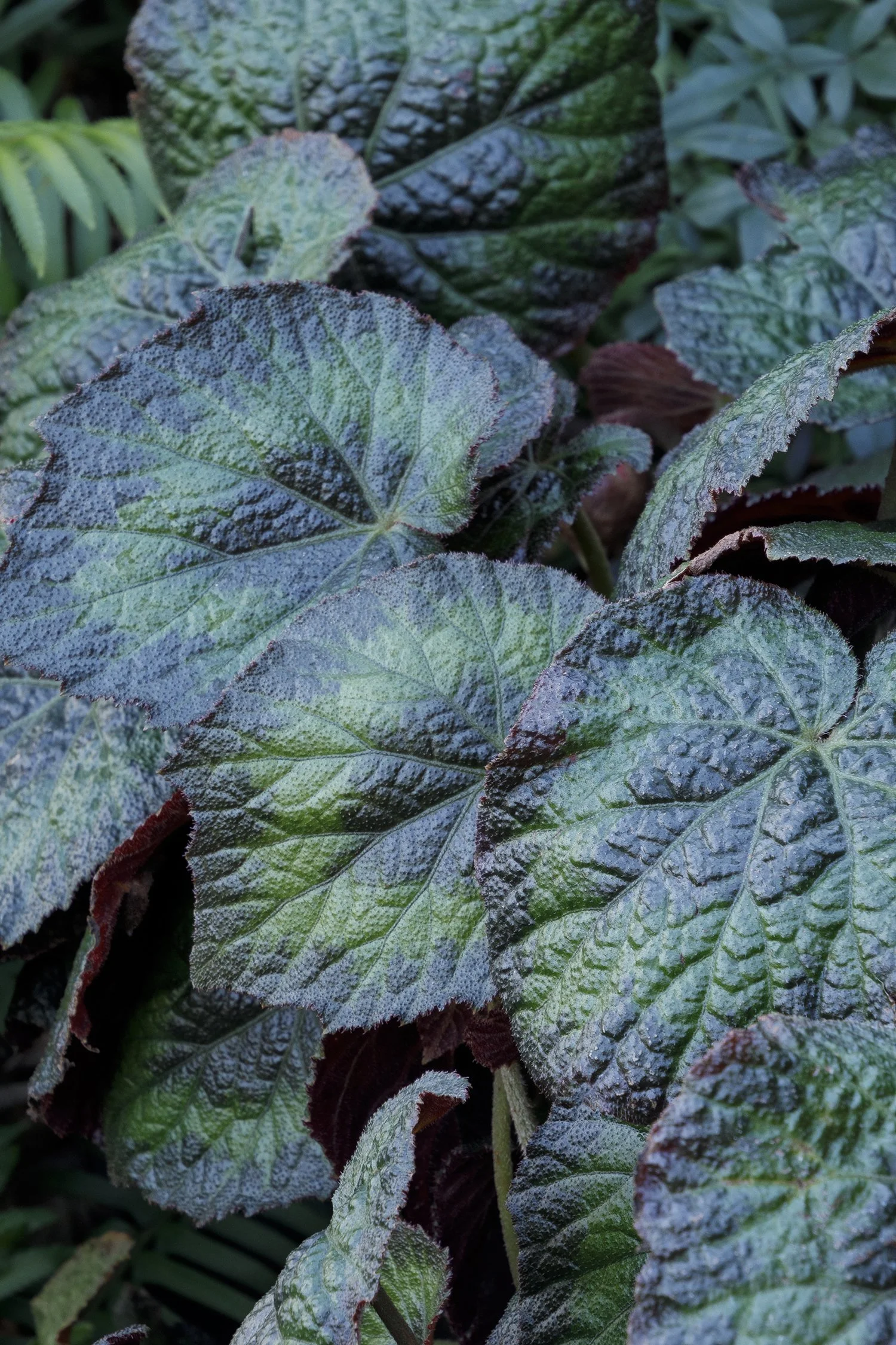 Begonia Tectonic® Magma