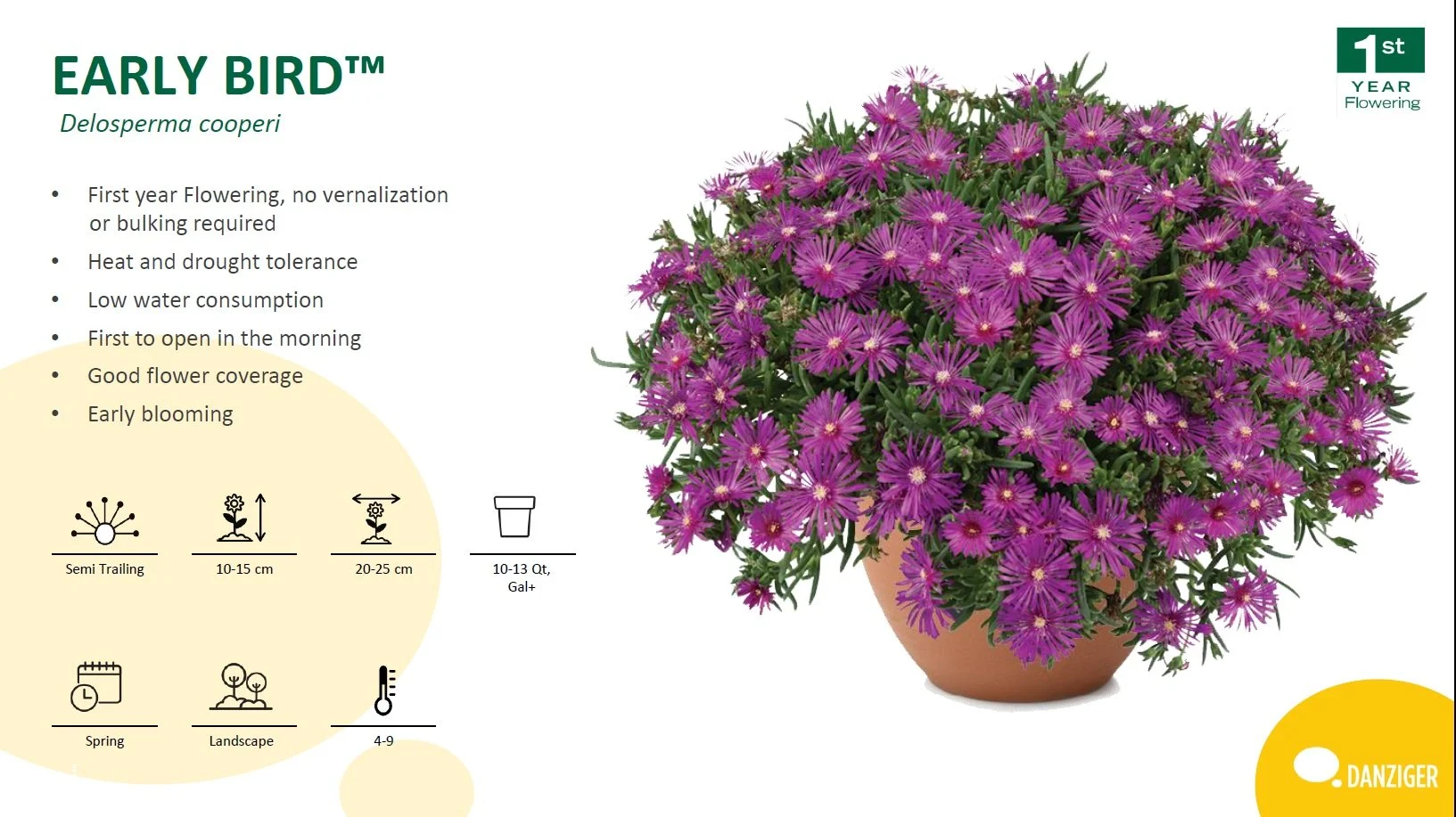 Delosperma Early Bird™