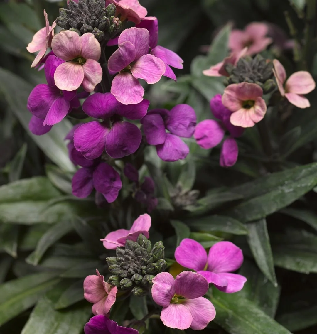 Erysimum Super Bowl™ Compact Purple