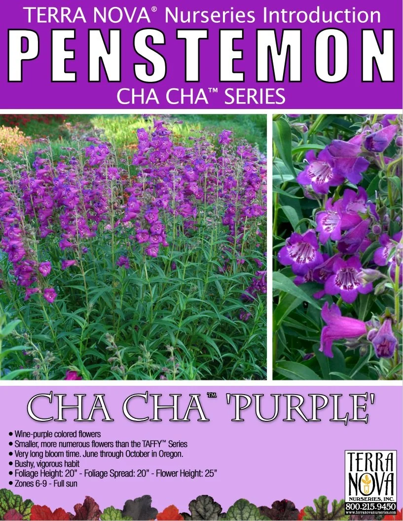 Penstemon Cha Cha™ Purple