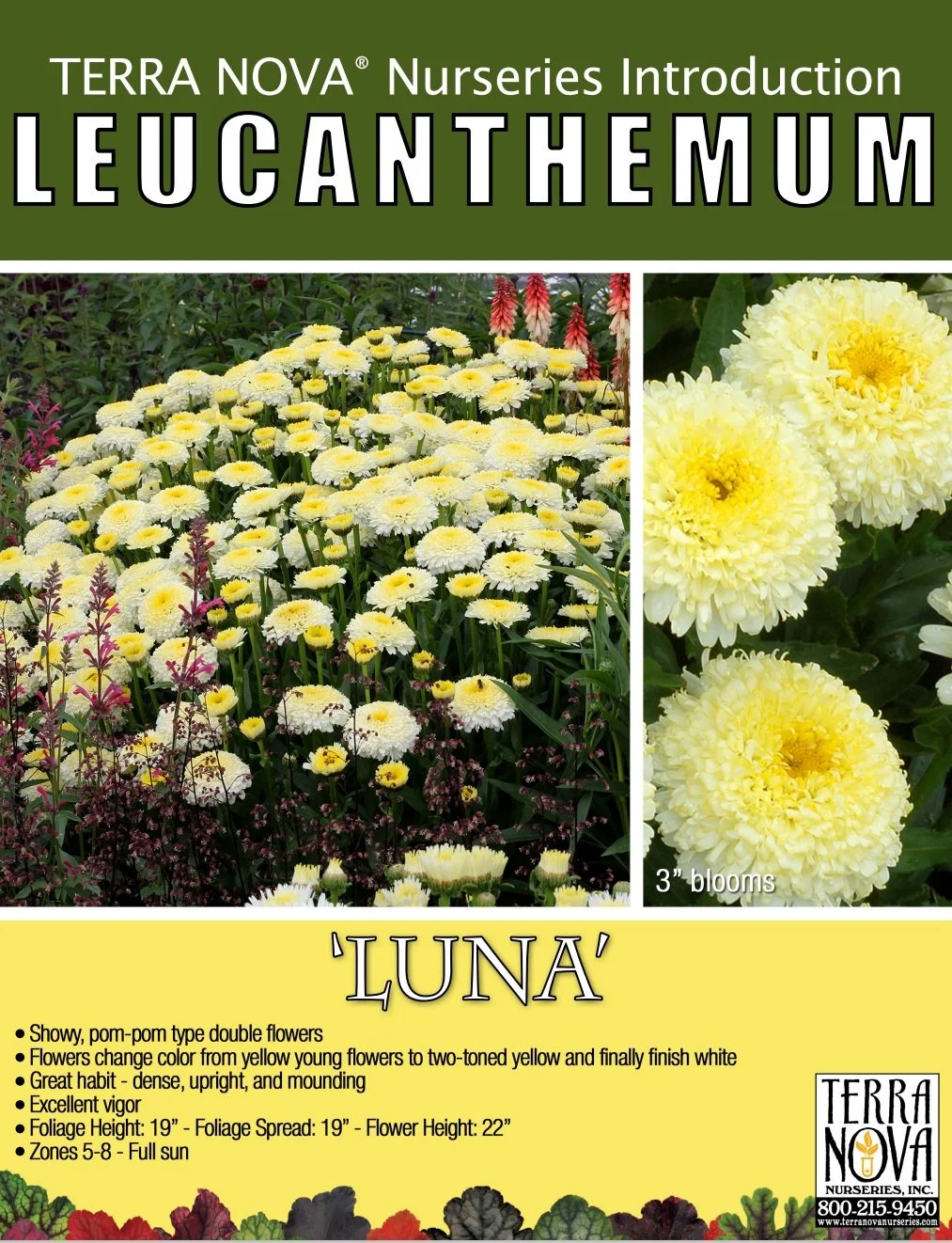 Leucanthemum Luna