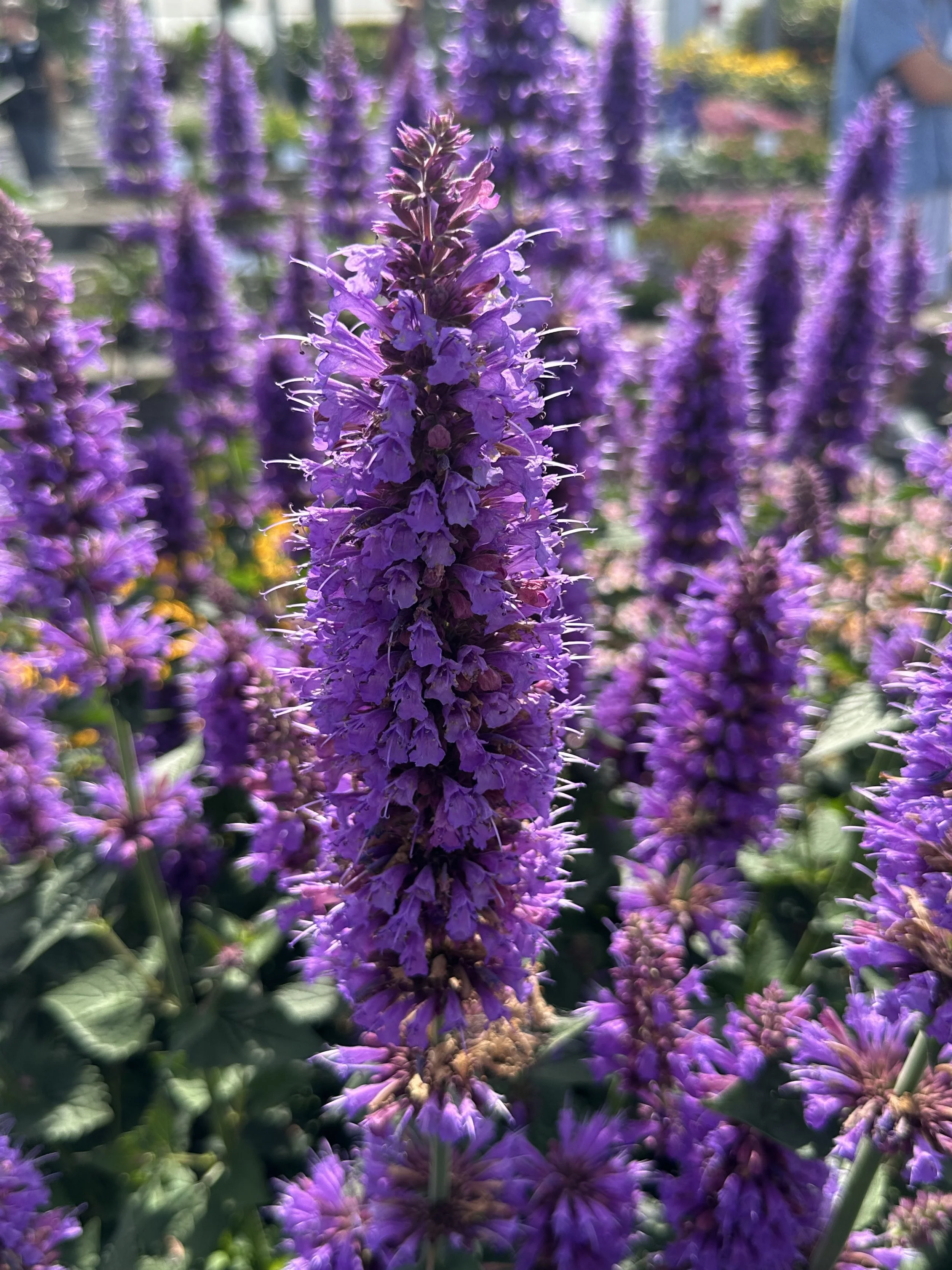 Agastache Prince's Plume