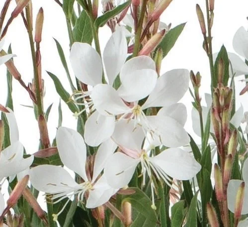 Gaura Grace™ White