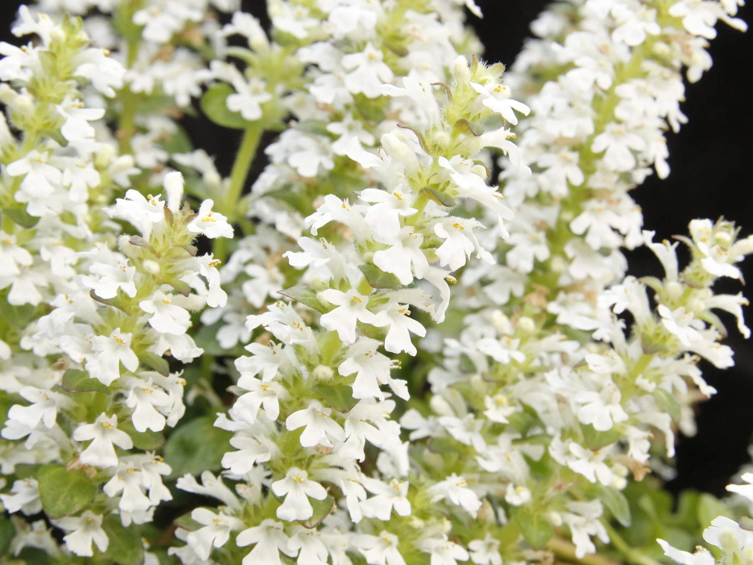 Ajuga-Nova-White-4.jpg