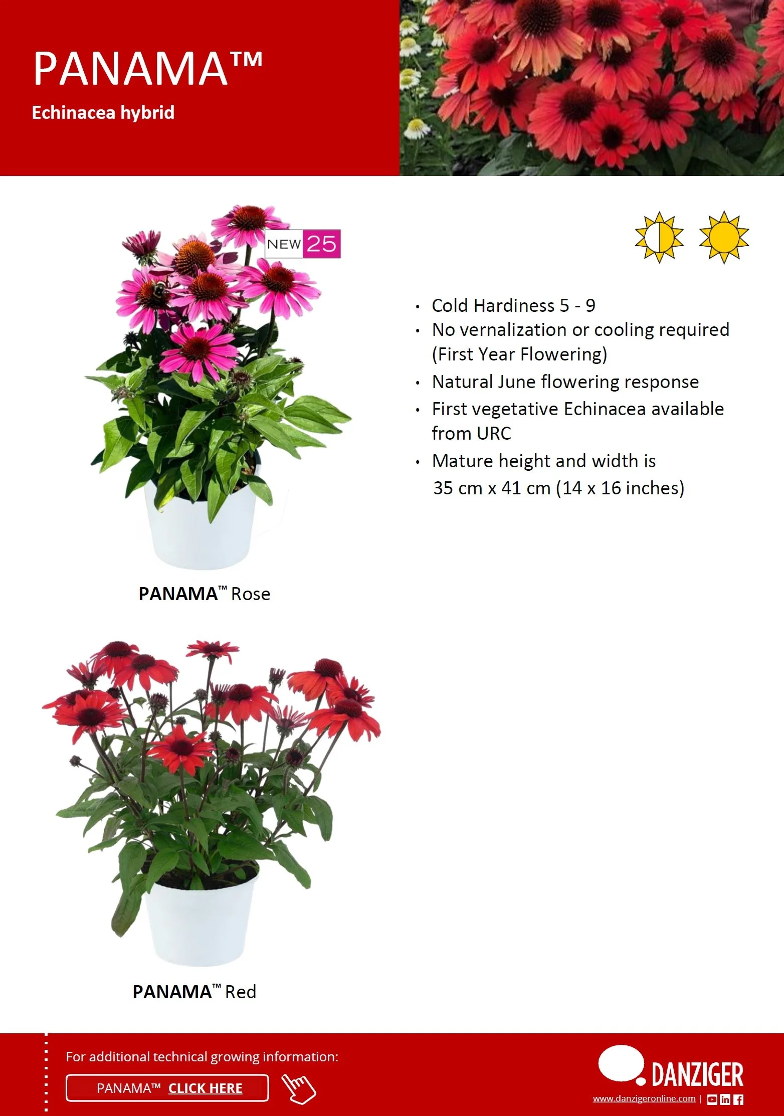 Echinacea Panama™