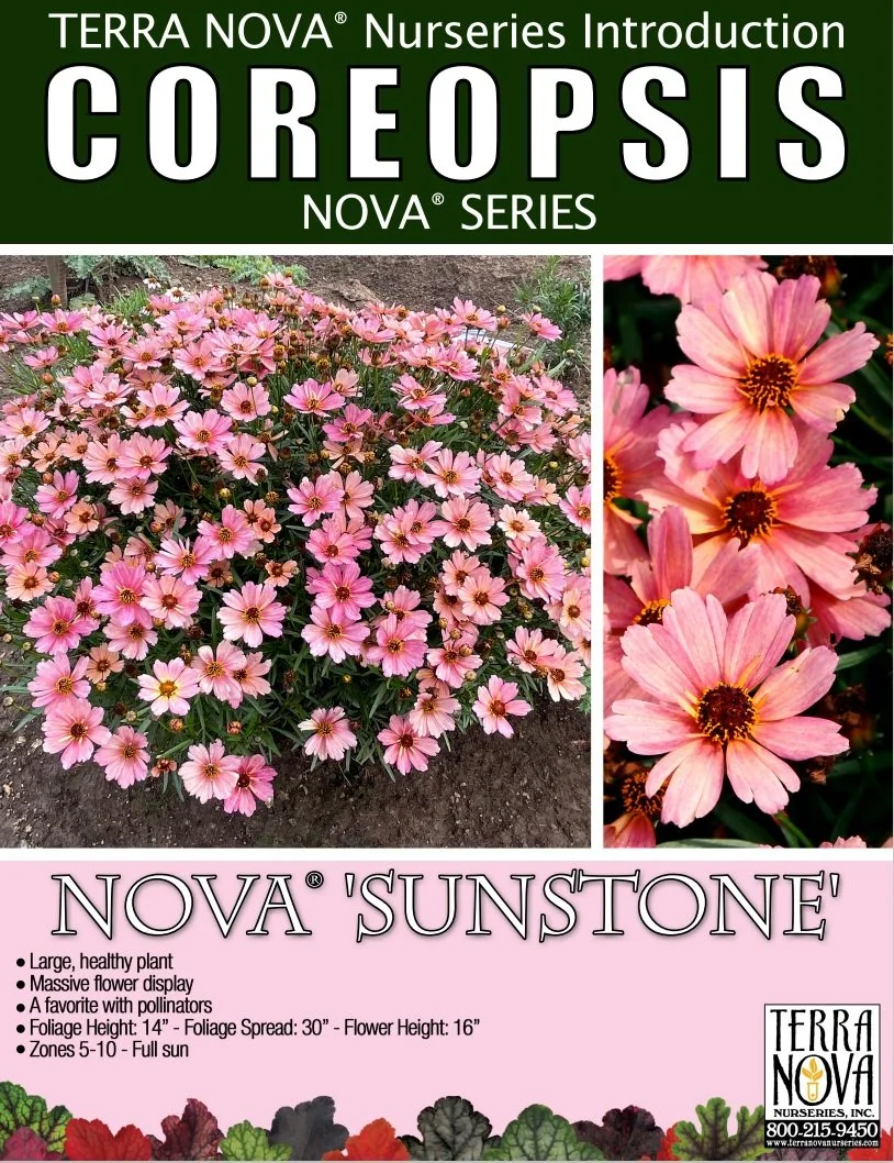 Coreopsis NOVA® Sunstone