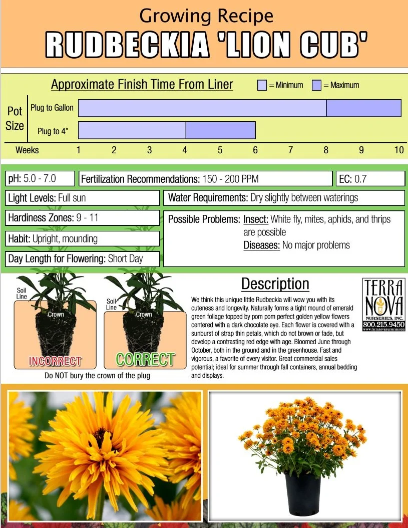 Rudbeckia 'Lion Cub'