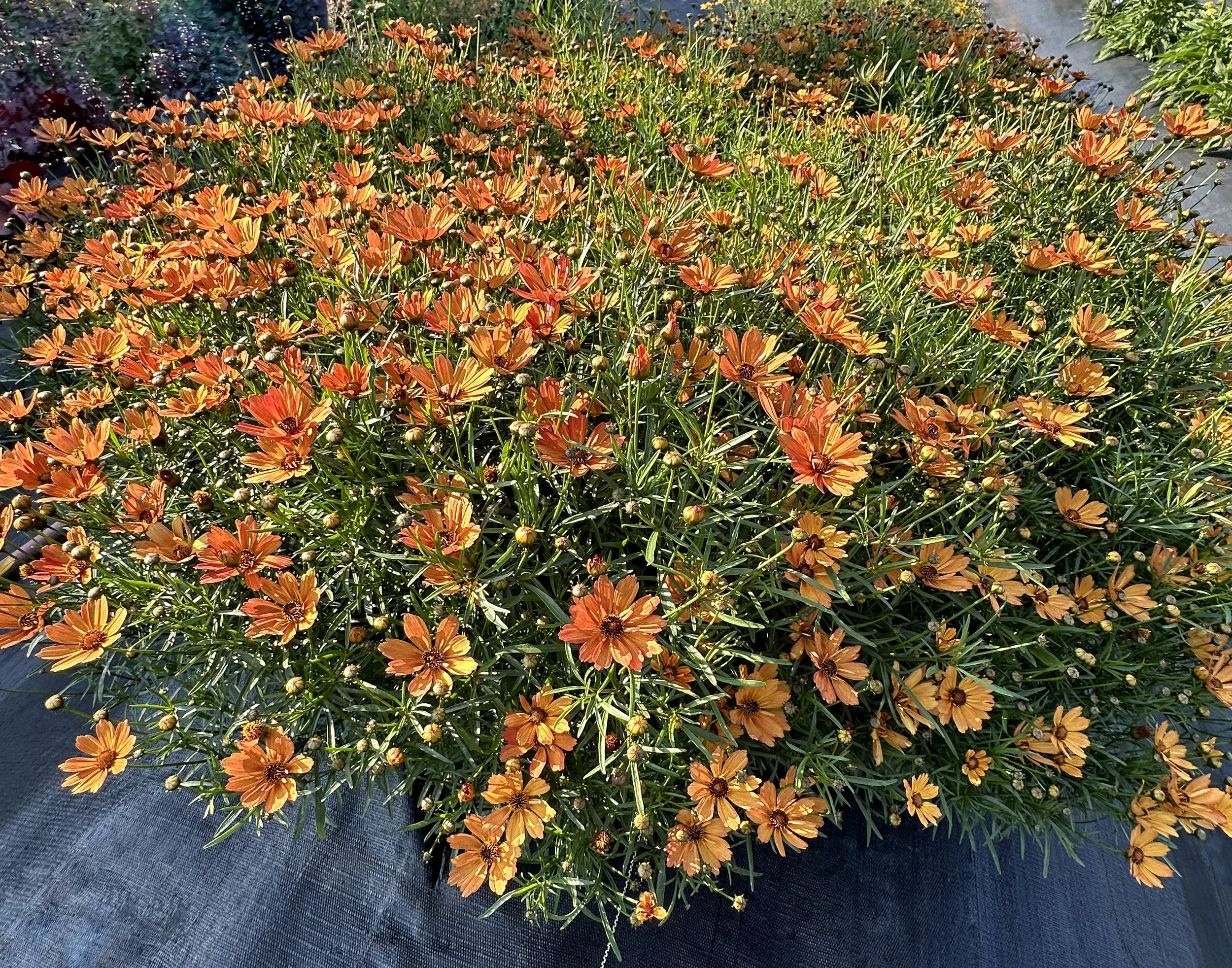 Coreopsis-Nova-Amber-1.jpg