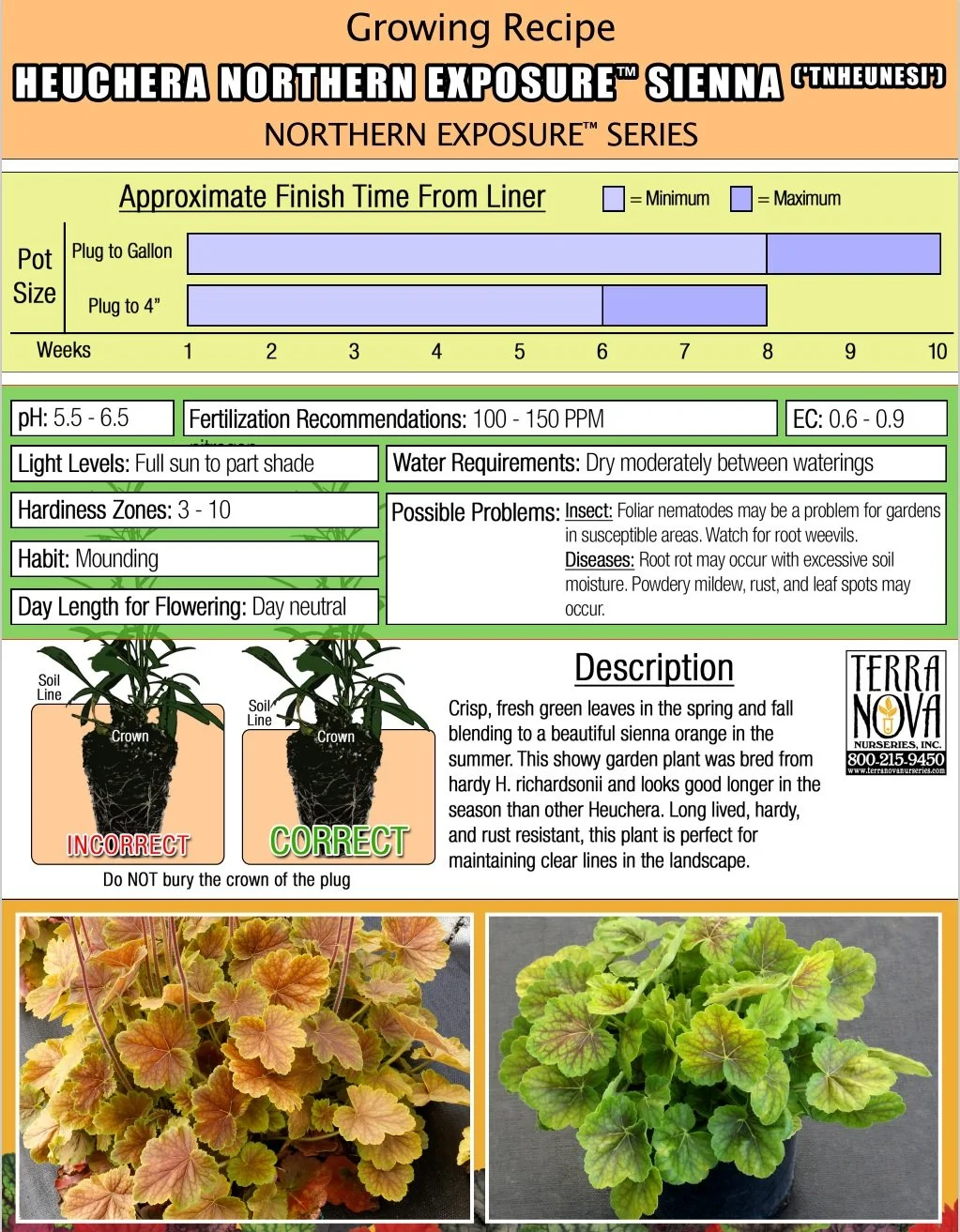 Heuchera Northern Exposure™ Sienna