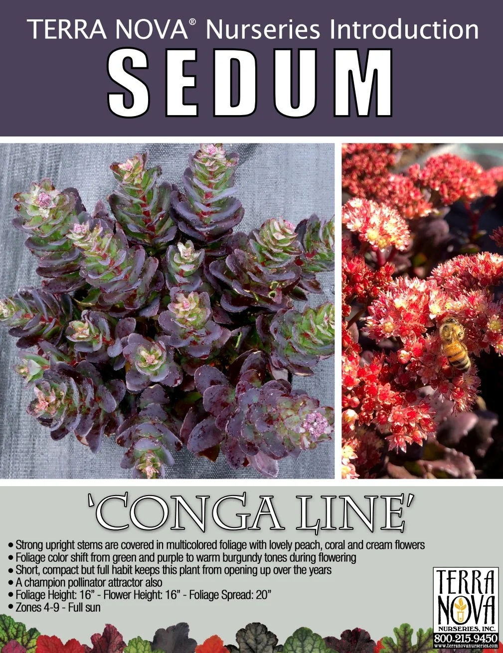 Sedum Conga Line