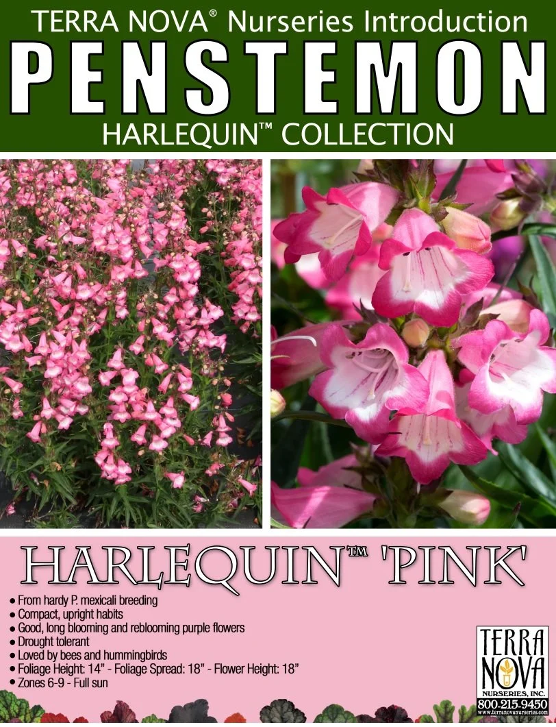 Penstemon Harlequin™ Pink