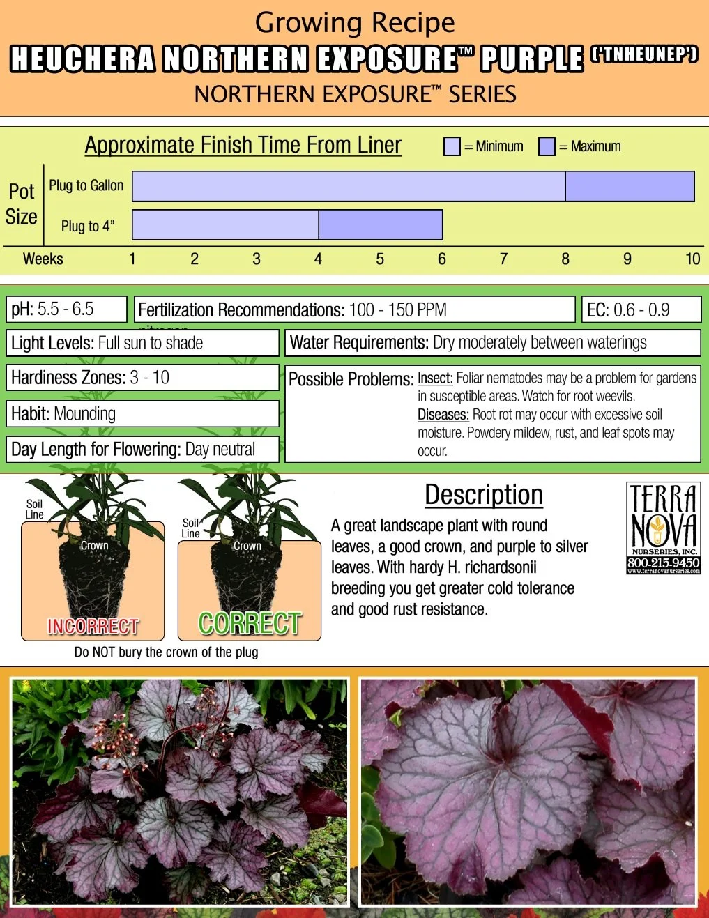 Heuchera Northern Exposure™ Purple