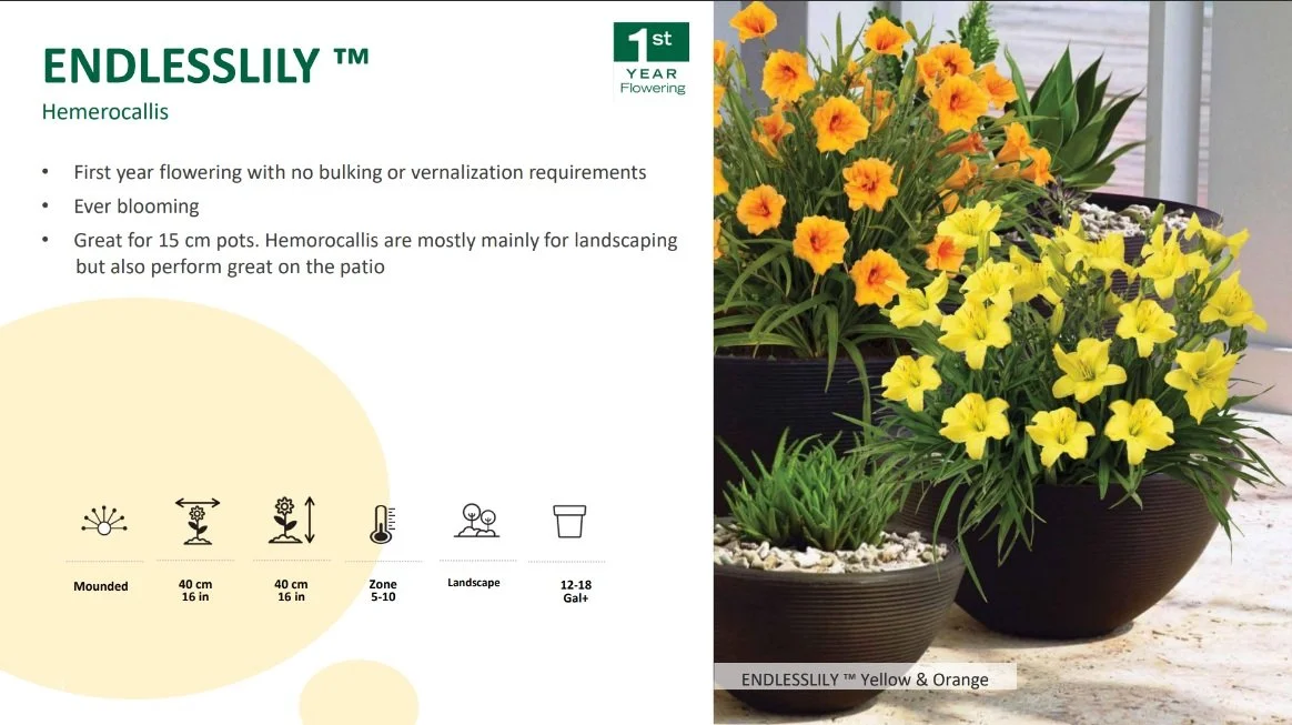 Hemerocallis Endlesslily™