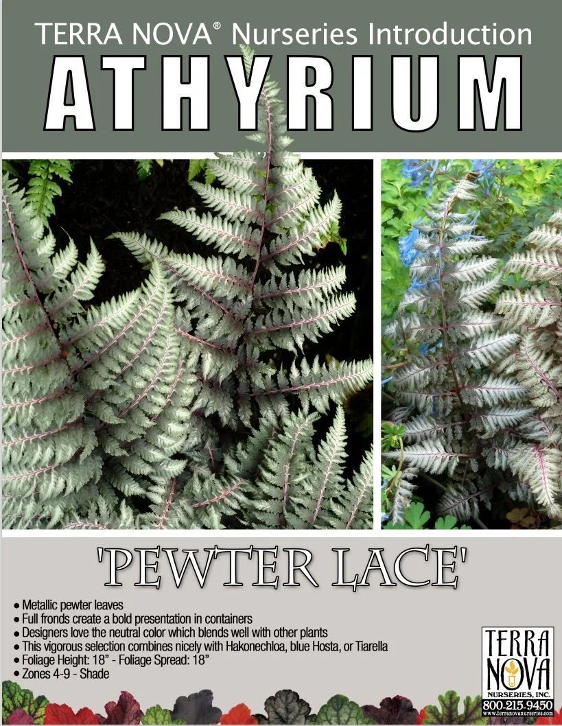 Athyrium Pewter Lace