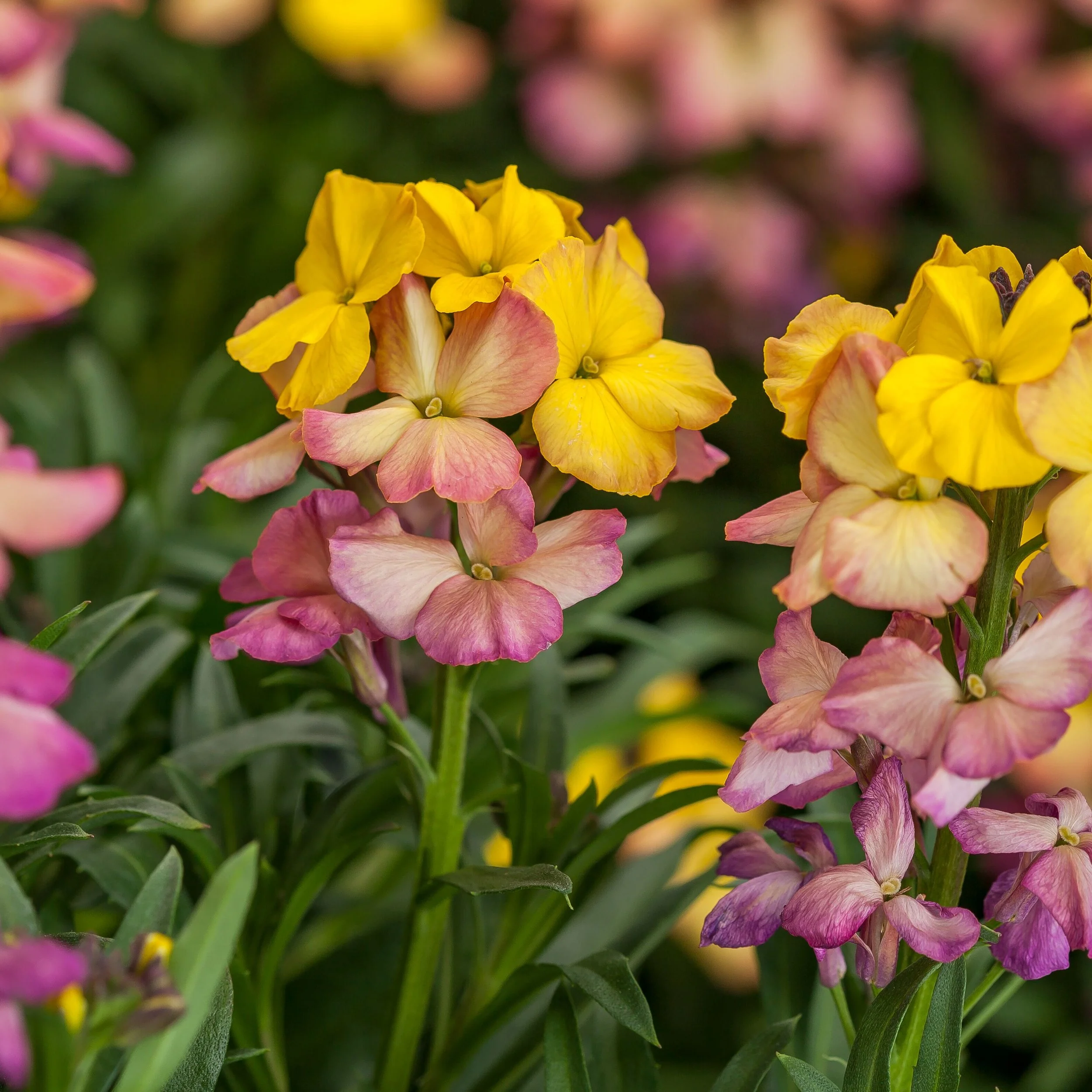 Erysimum Erysistible™ Yellow Pink — ThinkPlants