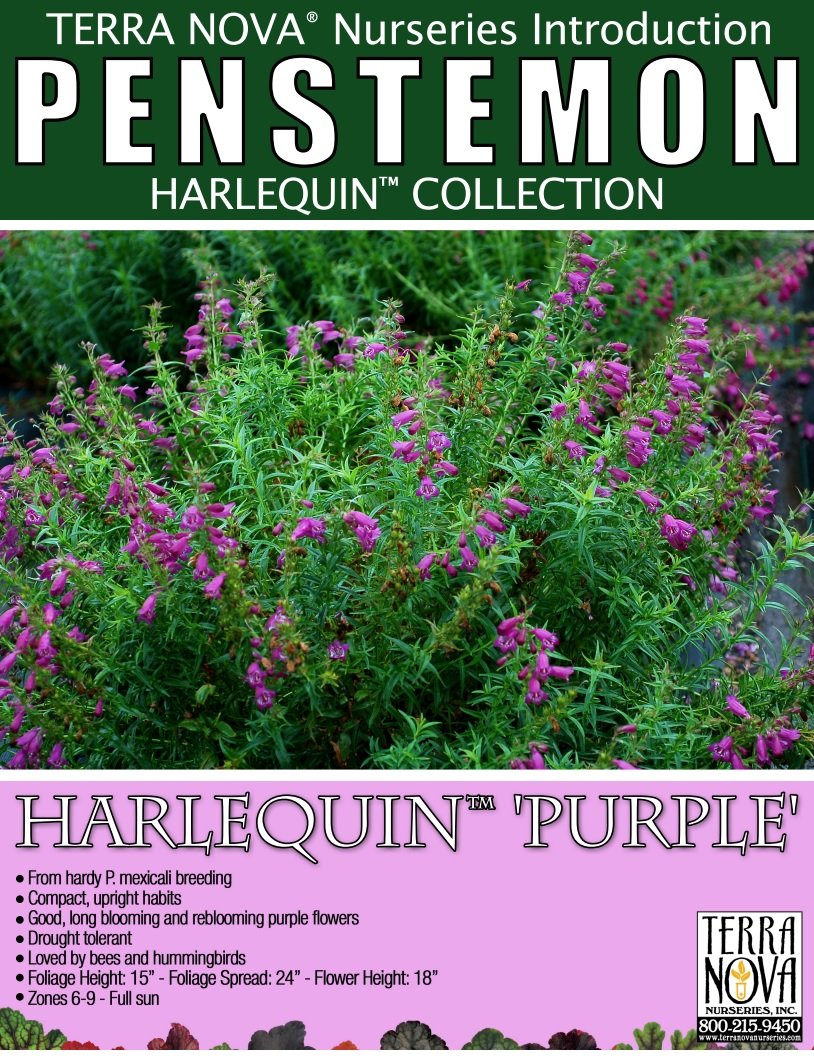 Penstemon Harlequin™ Purple