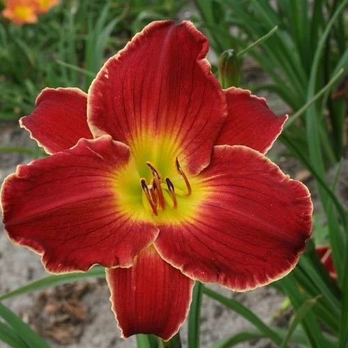 Hemerocallis Island Blackbeard