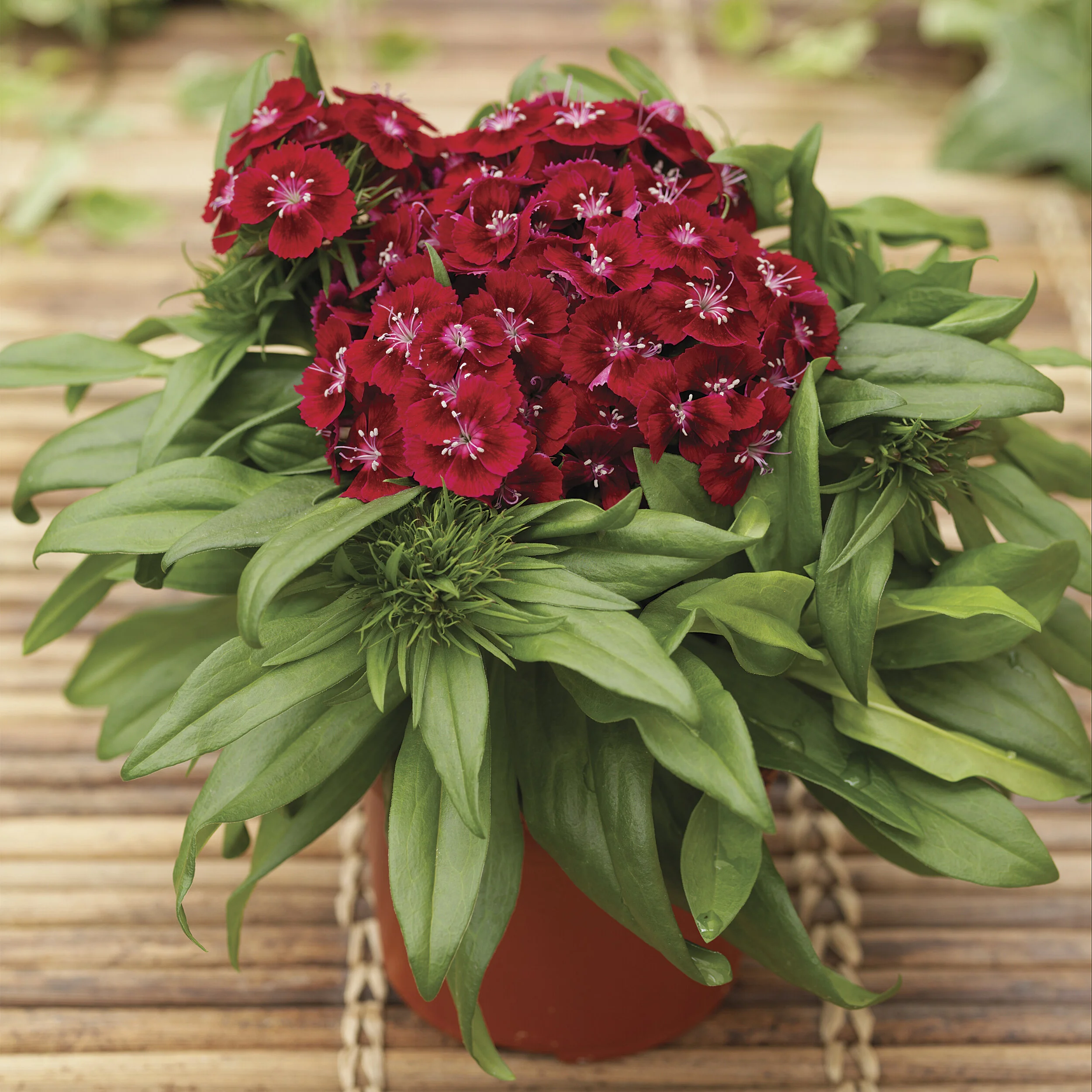 HR_Seed_Dianthus_Barbarini®_Barbarini®_Red_70001024_2.jpg