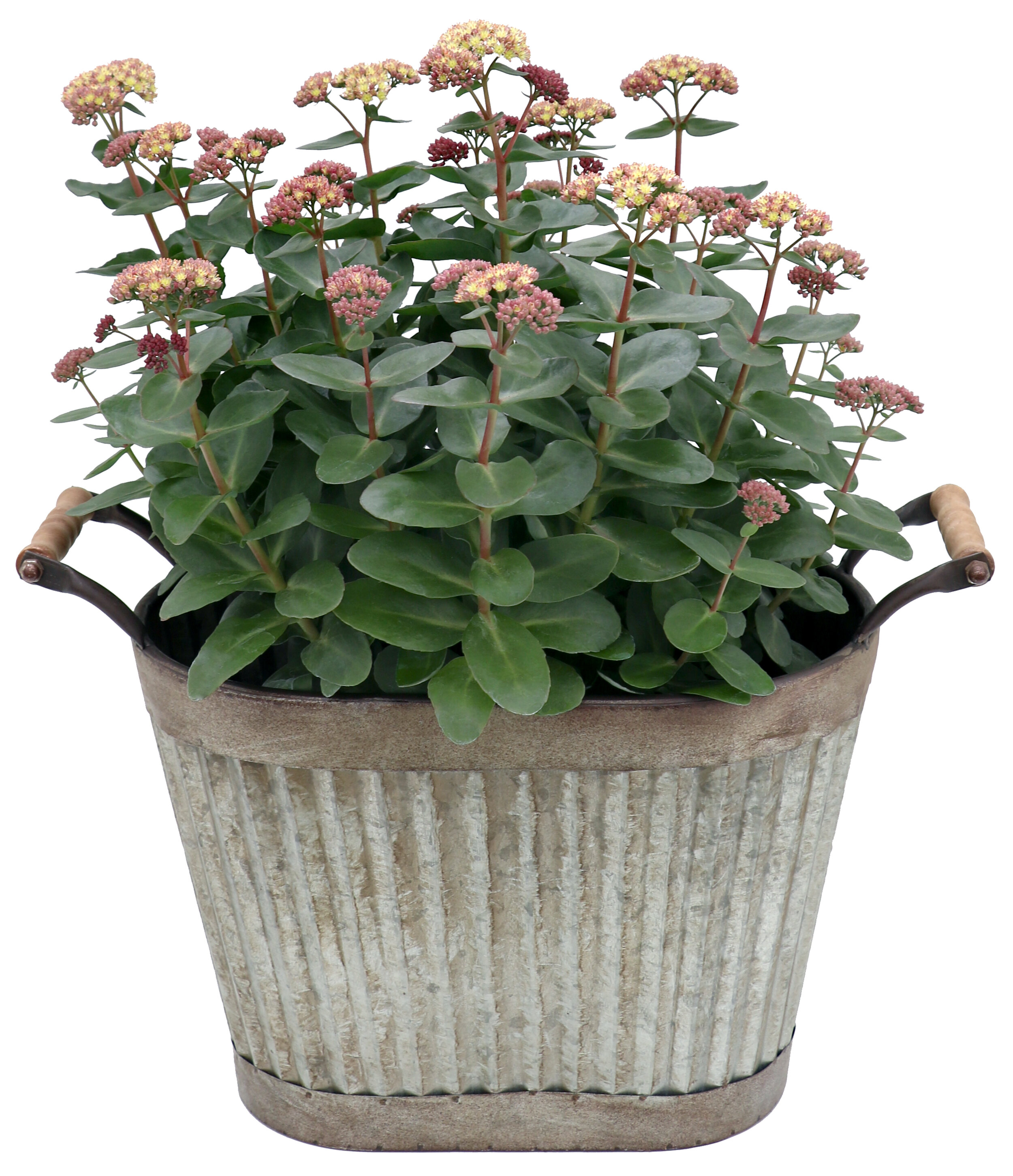 Sedum-Conga-Line-5.jpg