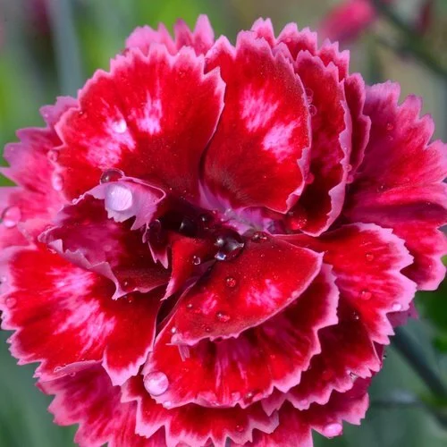 Dianthus hybrid Scent from Heaven™ Angel of Harmony