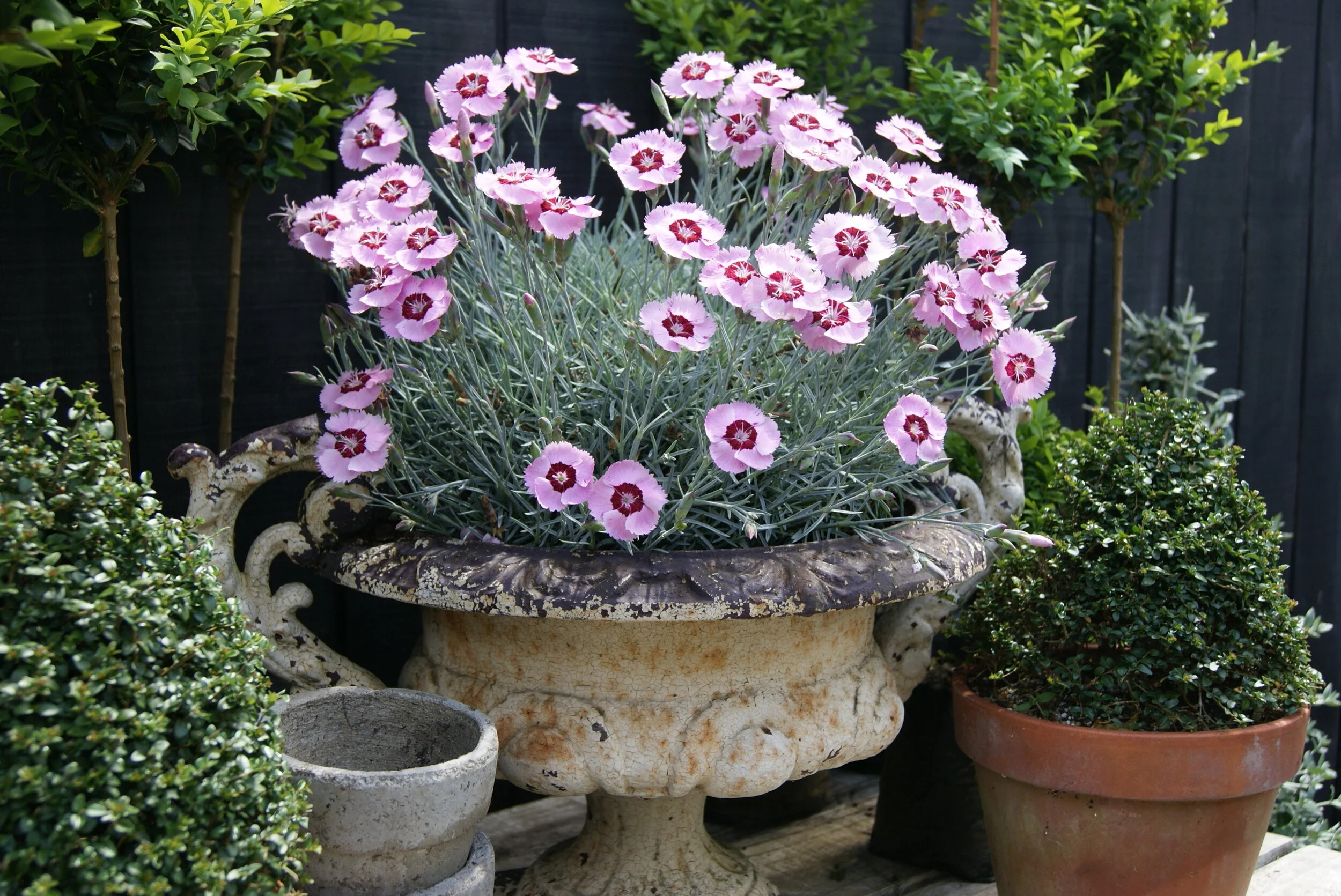 Dianthus hybrid Scent from Heaven™ Angel of Peace — ThinkPlants