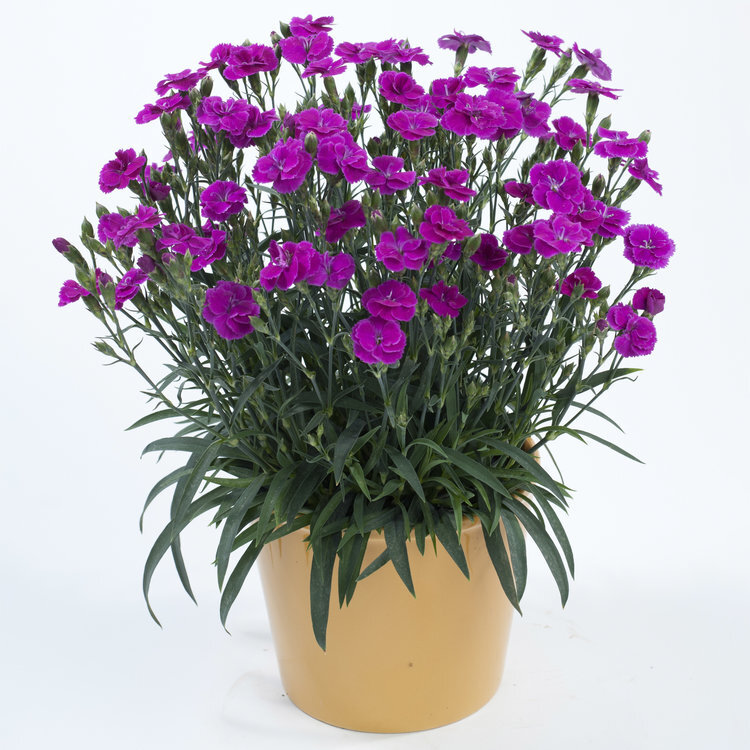 Dianthus plumarius DELILAH™ Bicolor Purple — ThinkPlants