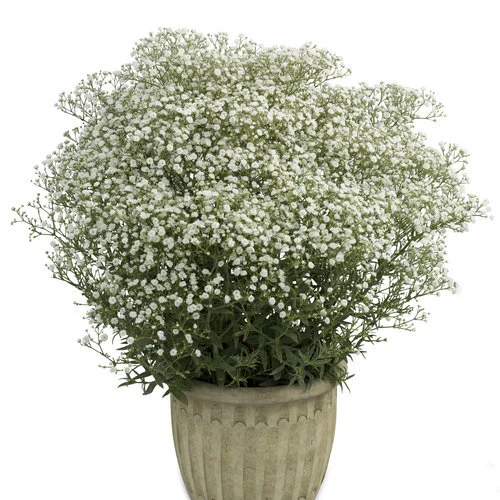 Gypsophila paniculata FESTIVAL™ White Flare