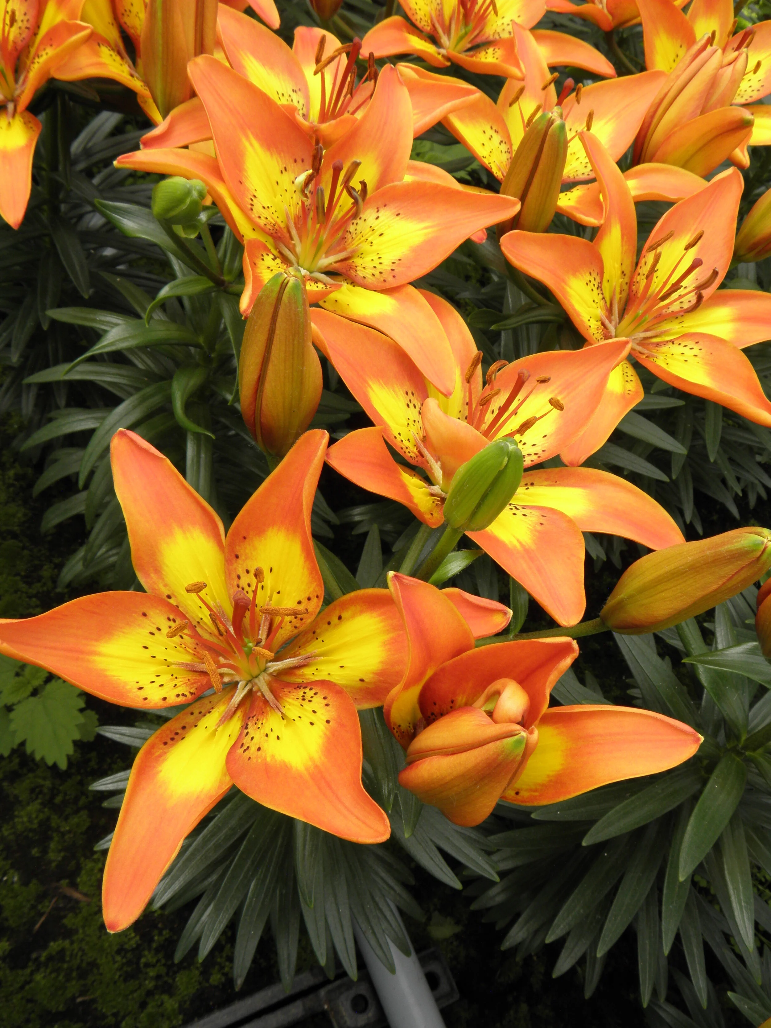 Lilium Asiatic Hybrids Joy Bright — ThinkPlants