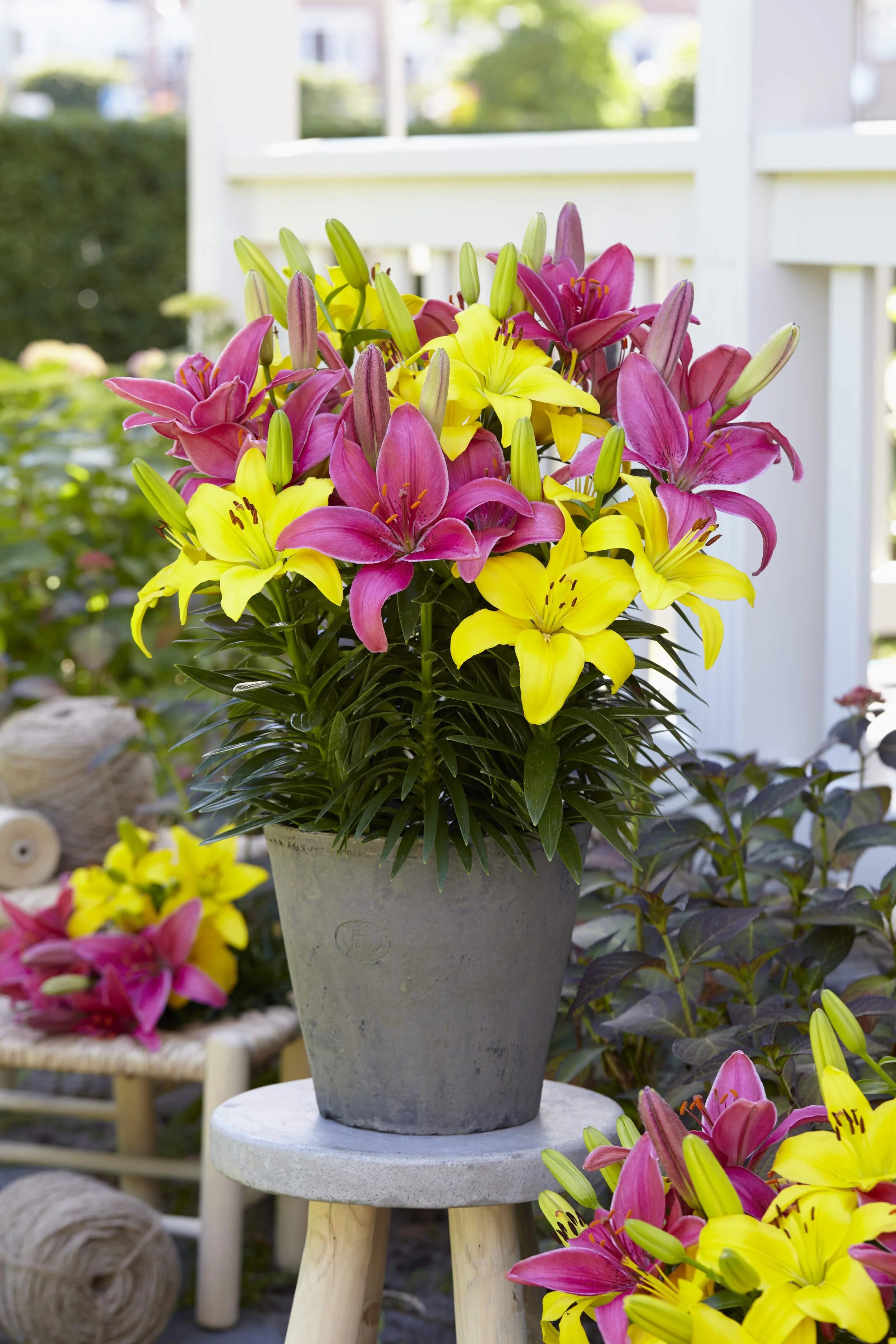 Lilium Asiatic Hybrids Joy Pippa's — ThinkPlants