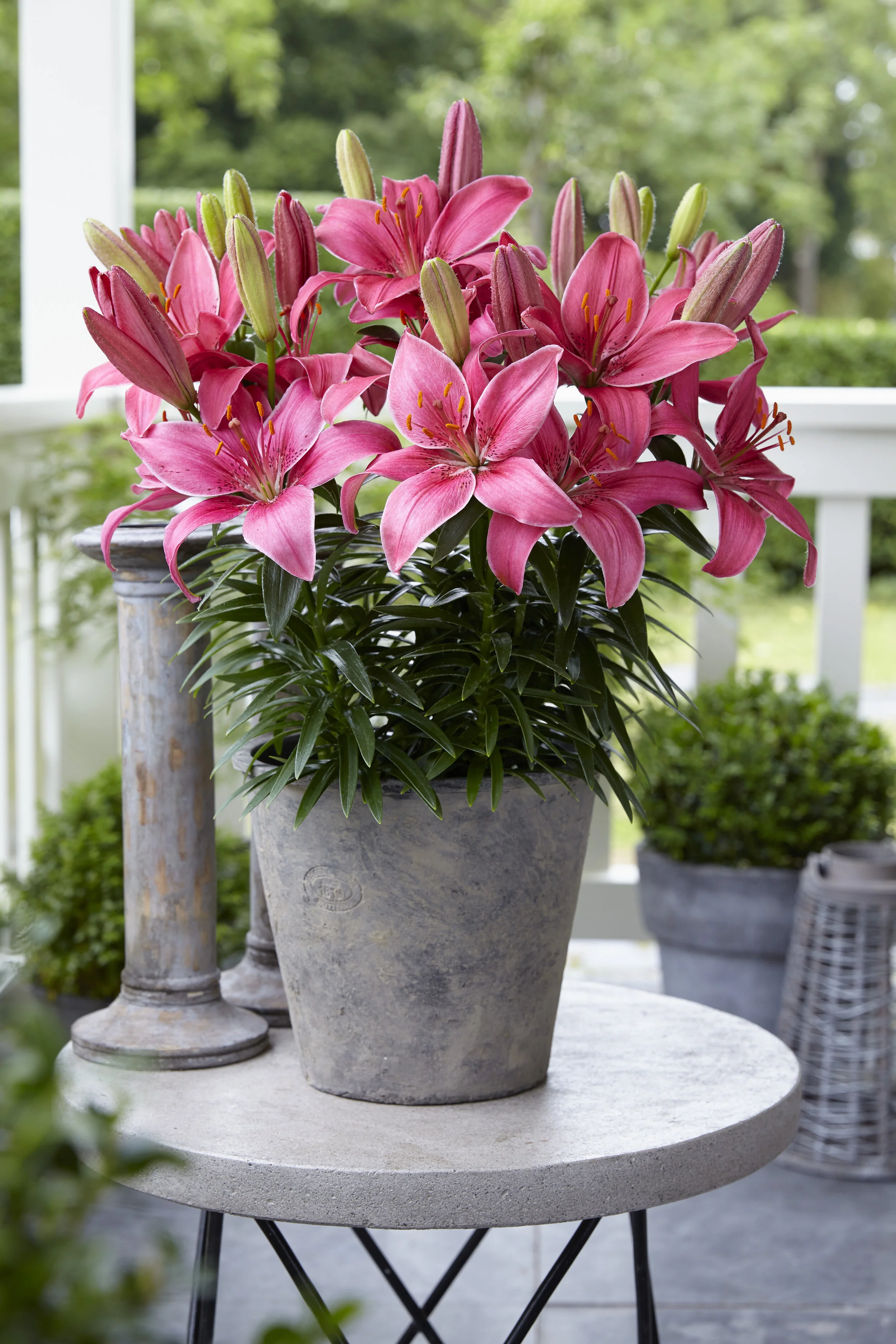 Lilium Asiatic Hybrids Joy Pippa's — ThinkPlants