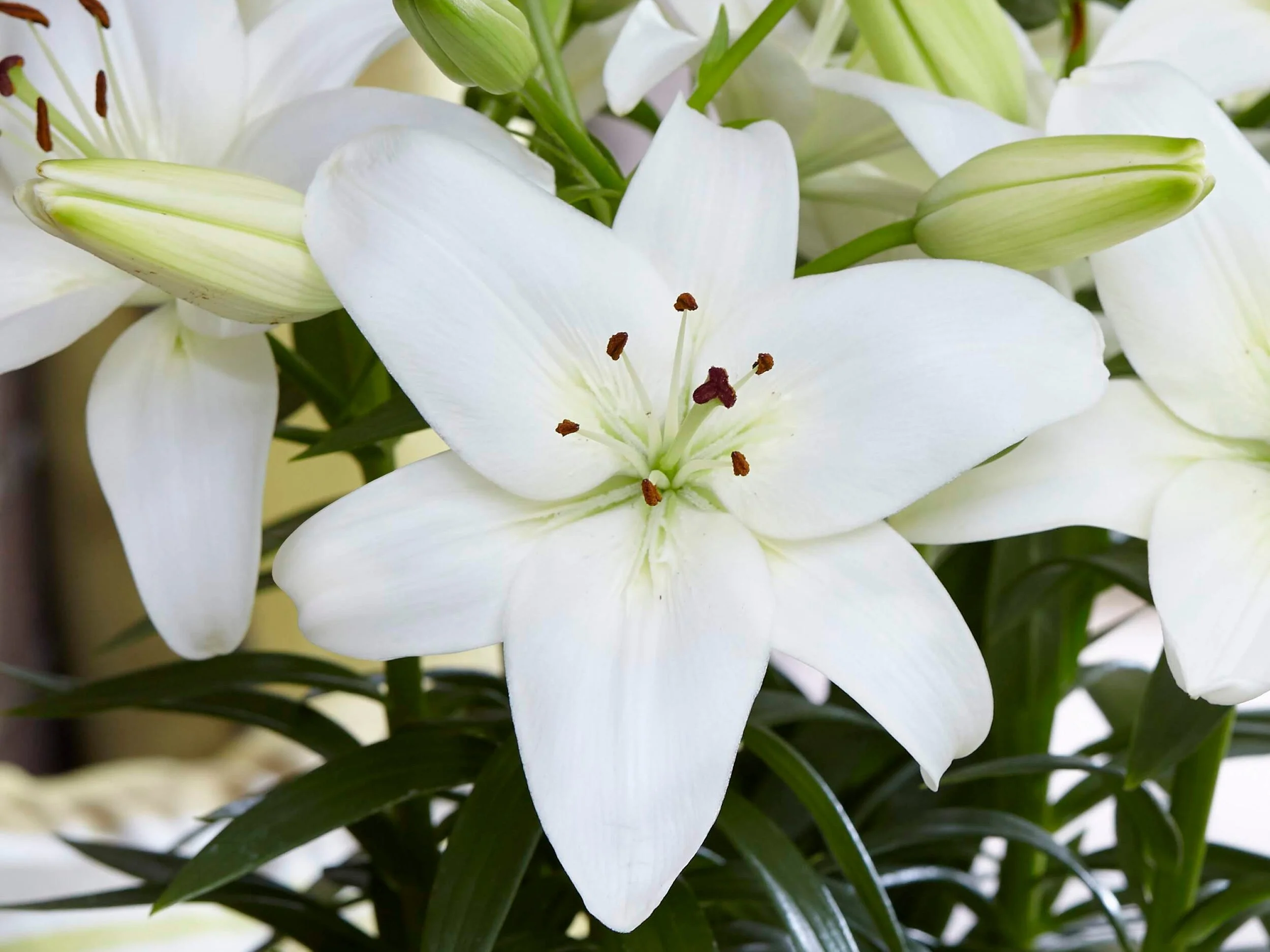Lilium Asiatic Hybrids Joy Sparkling — ThinkPlants