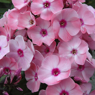 Phlox paniculata Sweet Summer™ Queen™ Salmon Orange Dark Eye