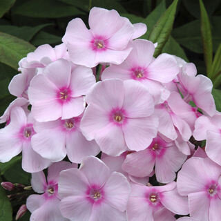 Phlox paniculata Sweet Summer™ Sensation™ Soft Pink