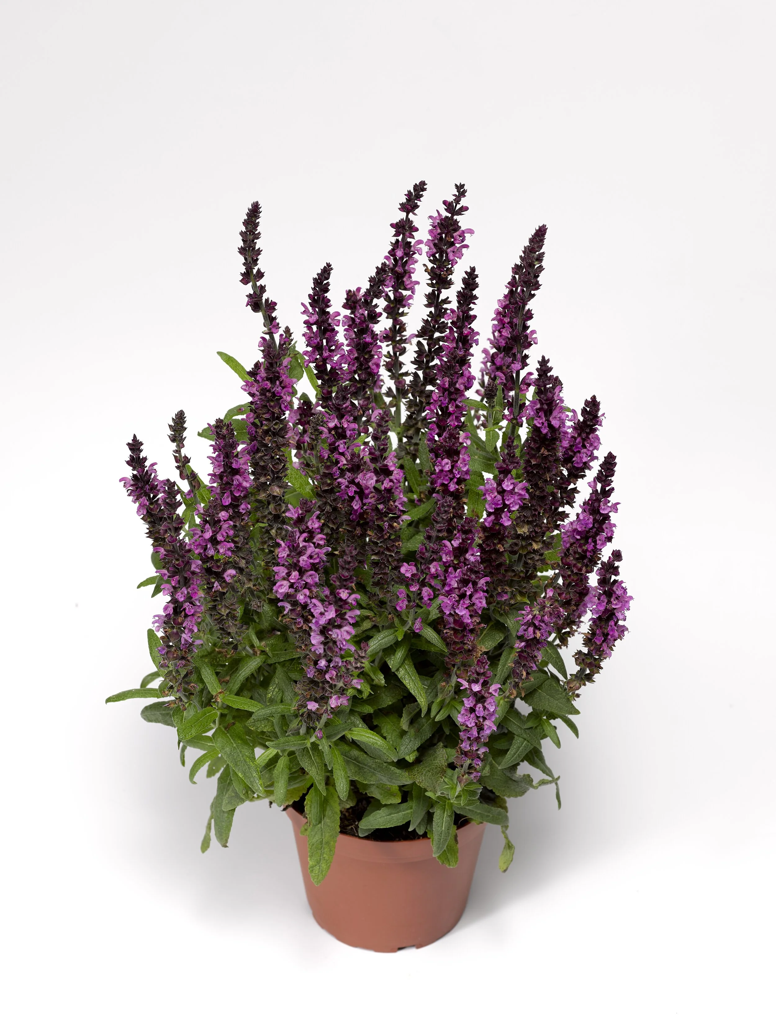 шалфей дубравный rianne. шалфей пышный. шалфей дубравный пышный фиолетовый. шалфей пышный. шалфей дубравный виола клозе.