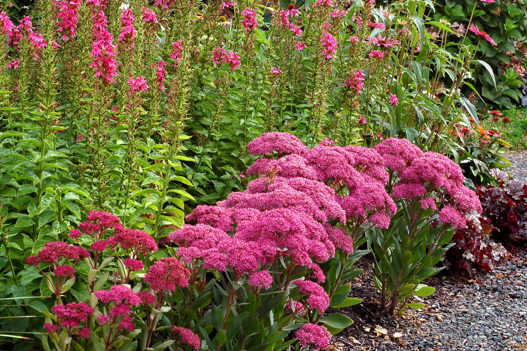 Sedum-Mr-Goodbud-15.jpg
